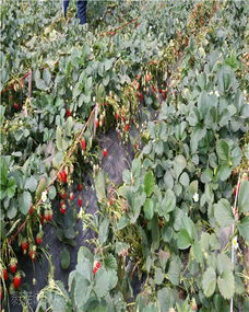 新植苗木养护，浇水要讲究技巧哦！