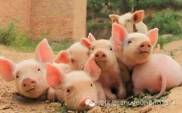 猪注射部位选择需规范，确保养殖安全与动物福利