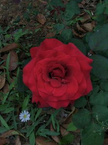 落叶休眠期：生命的沉淀