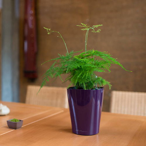 文竹，清雅之花