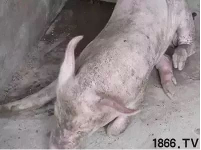 木薯饲料中钙磷比例如何，对家禽生长性能有何影响？