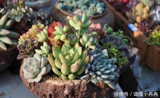 养多肉植物好处多，新手也能轻松养爆盆