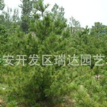 油松苗木价格表，选购指南来啦！