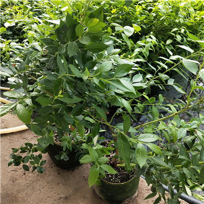 大棚蓝莓种植，除草剂的使用是否可行？