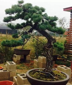 黑松种植入门：了解黑松的基本情况