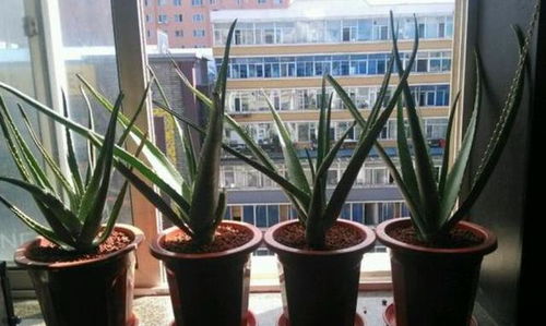 芦荟根剪掉后多久可以重新栽种？如何修剪根系以确保成活