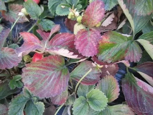 草莓白蜘蛛二斑叶螨：草莓园里的隐形杀手