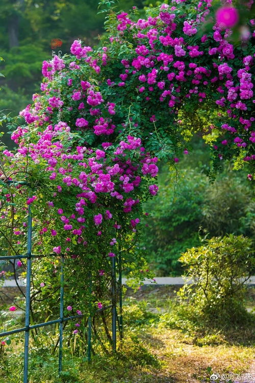 远山与烟波，蔷薇与清风