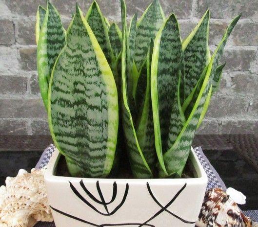 虎皮兰里的小黑虫，我咋办啊？