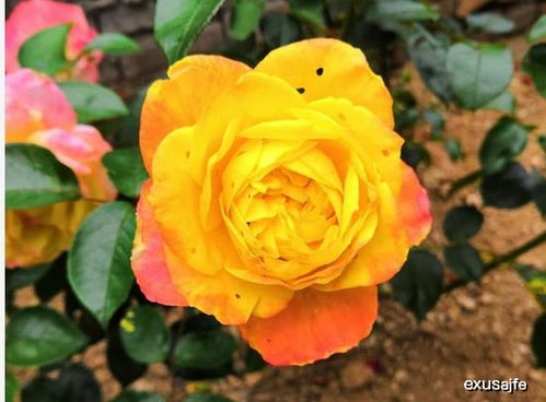 土壤，月季的温馨家