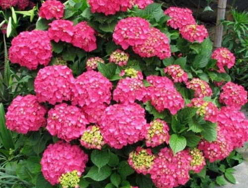 紫色花种花秘籍，让你家花盆瞬间变花园！