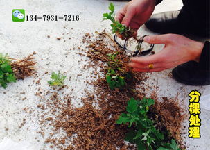 红豆草抗旱性能卓越，适应性强