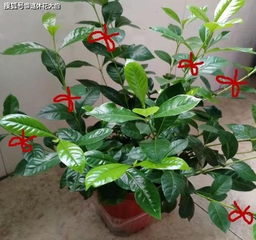 如何通过修剪技巧打造出美丽的盆栽牡丹