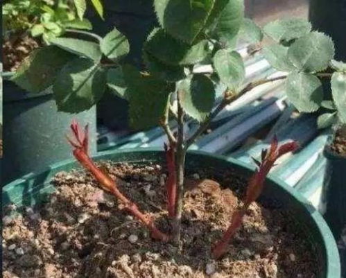 月季花长笋芽时施什么肥料最有利于其生长