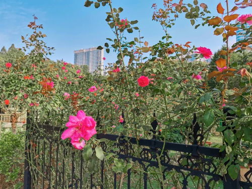 和平公园月季园简介