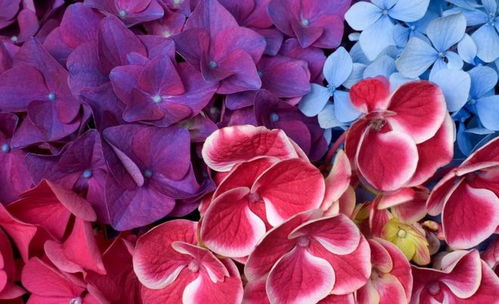 花卉颜色如何治愈焦虑心情？