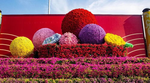 波斯菊， 高大美丽