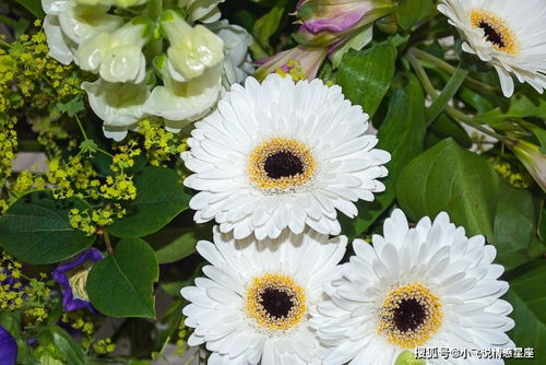 非洲菊可以送给死人吗？这些讲究要知道