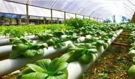 海葱爆发蚜虫，三招救回来