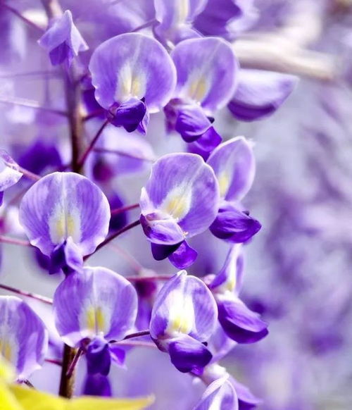 紫藤萝花， 寒冷中的美丽斗士