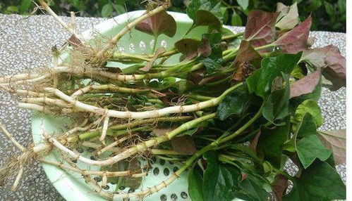 蕺菜的抗病毒功效是如何发挥的？它对养生有哪些具体作用