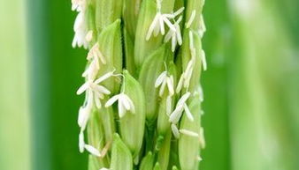 小麦花：低调的短命冠军