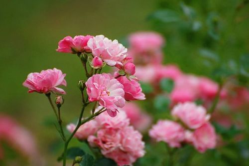 月季花的养护技巧