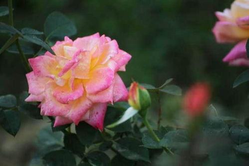 种植技术：从土壤到管理的全过程