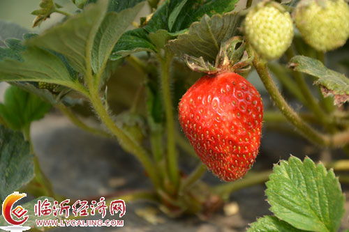 第四章：济南采摘园推荐