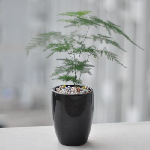 文竹怎么施肥才能长得粗壮？
