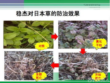 除草剂对甘蔗生长的影响