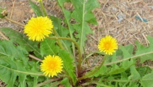 问：蒲公英种子嫩种出观赏植物吗？