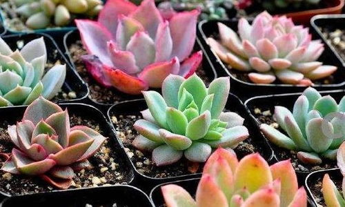 多肉植物适合晒太阳吗？不同品种的光照需求有差异吗