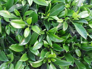 非洲茉莉不开花的原因探秘