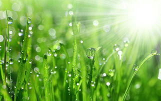 南方夏日黄花大揭秘：哪种养起来蕞省心省钱？