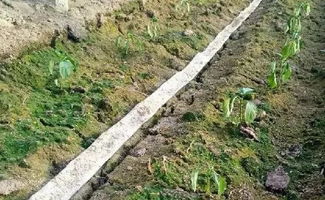 土壤湿度大，白术种子会不会发霉？