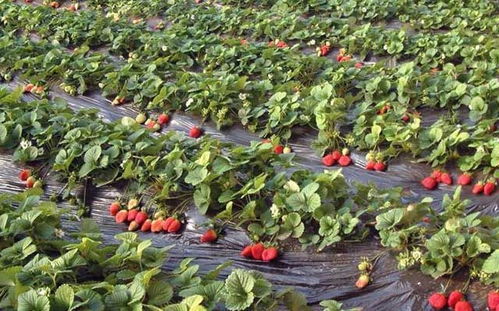 芍药底肥放什么肥料最好？底肥施用方法有哪些