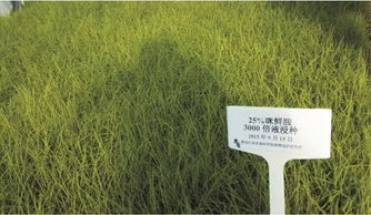 亮地氰烯菌酯：水稻恶苗病的克星