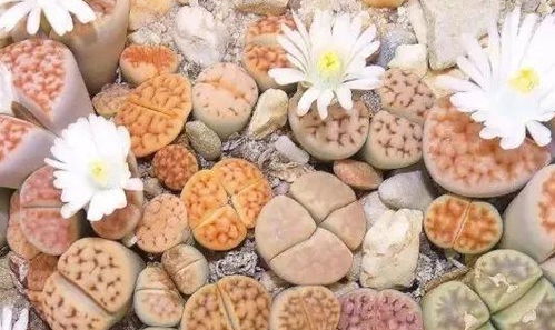 生石花根腐烂化水，是土壤问题还是浇水不当