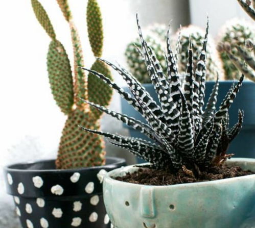 黄毛掌的浇水频率揭秘