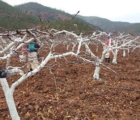 为什么树干要刷白？揭秘防护背后的科学