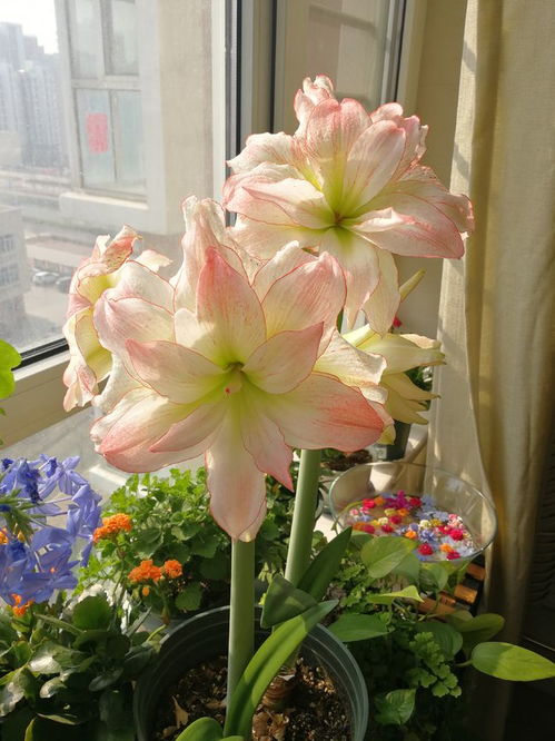 朱顶红养护得当，一年能开几次花呢