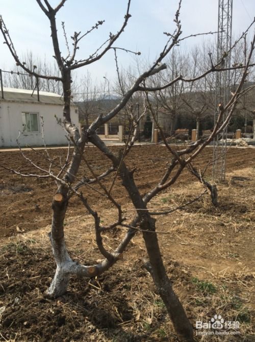 春季果树养护：打什么农药？何时施肥Zui适宜？