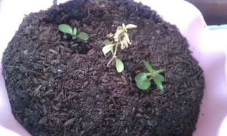 草种子的发芽条件