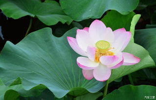 荷花的魅力，你感受到了吗？
