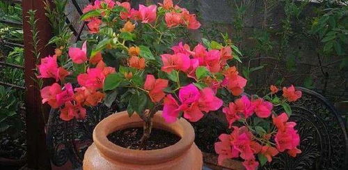 三角花：夏日里的彩色小精灵