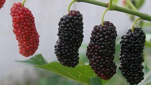 玫瑰花桑葚功效有哪些？这篇文章带你一探究竟