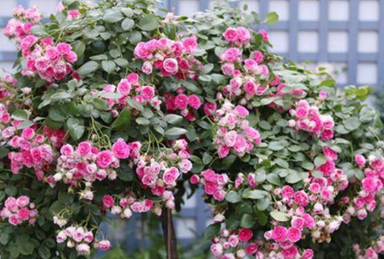 花中奇观：胭脂扣月季的多季开花之谜