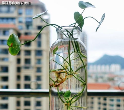 金钻花水培安全无毒，养眼又放心！