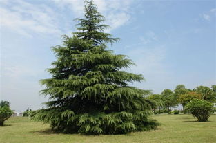 云南雪松苗木基地：大自然的恩赐